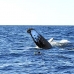 whale_humpback_v_00222_dom2265.jpg